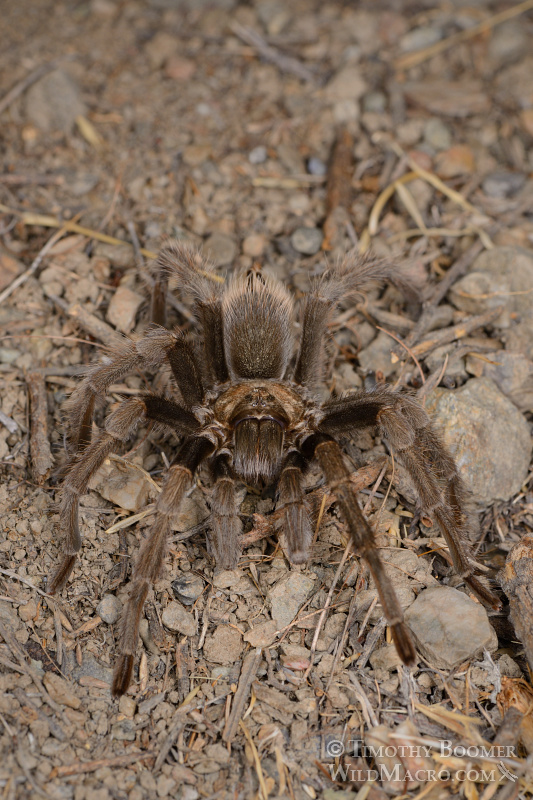 Mature male tarantula (Aphonopelma iodius) in search of receptive females. Alameda County, California, USA. Stock Photo ID=SPI0231 Mature male tarantula (Aphonopelma iodius) in search of receptive females. Alameda County, California, USA. Stock Photo ID=SPI0231