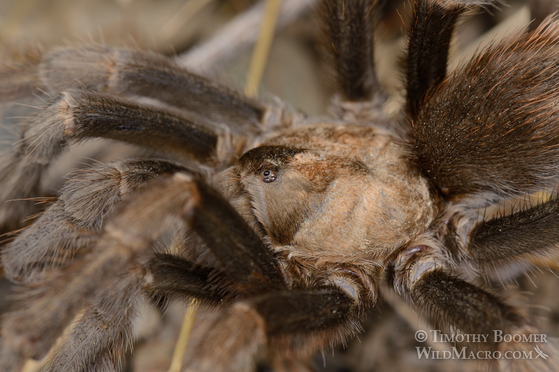 Mature male tarantula (Aphonopelma iodius) in search of receptive females. Alameda County, California, USA. Stock Photo ID=SPI0232 Mature male tarantula (Aphonopelma iodius) in search of receptive females. Alameda County, California, USA. Stock Photo ID=SPI0232