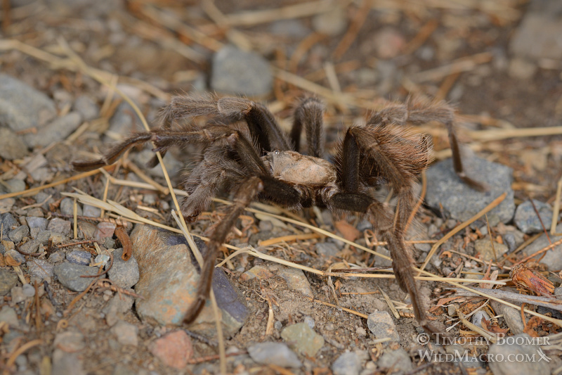 Mature male tarantula (Aphonopelma iodius) in search of receptive females. Alameda County, California, USA. Stock Photo ID=SPI0233 Mature male tarantula (Aphonopelma iodius) in search of receptive females. Alameda County, California, USA. Stock Photo ID=SPI0233