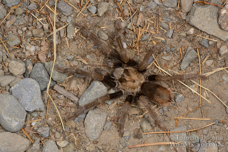 Mature male tarantula (Aphonopelma iodius) in search of receptive females. Alameda County, California, USA. Stock Photo ID=SPI0234 Mature male tarantula (Aphonopelma iodius) in search of receptive females. Alameda County, California, USA. Stock Photo ID=SPI0234