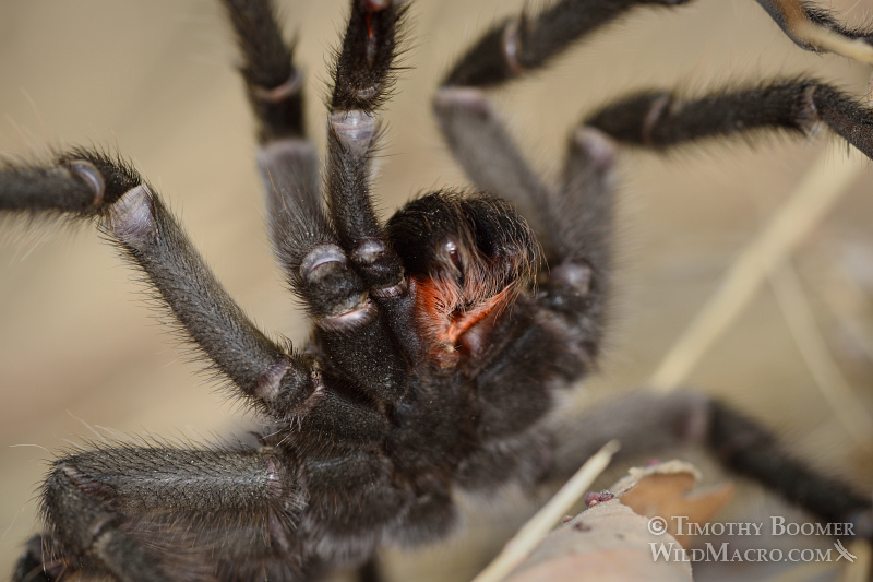 Mature male tarantula (Aphonopelma iodius) in search of receptive females. Alameda County, California, USA. Stock Photo ID=SPI0238 Mature male tarantula (Aphonopelma iodius) in search of receptive females. Alameda County, California, USA. Stock Photo ID=SPI0238