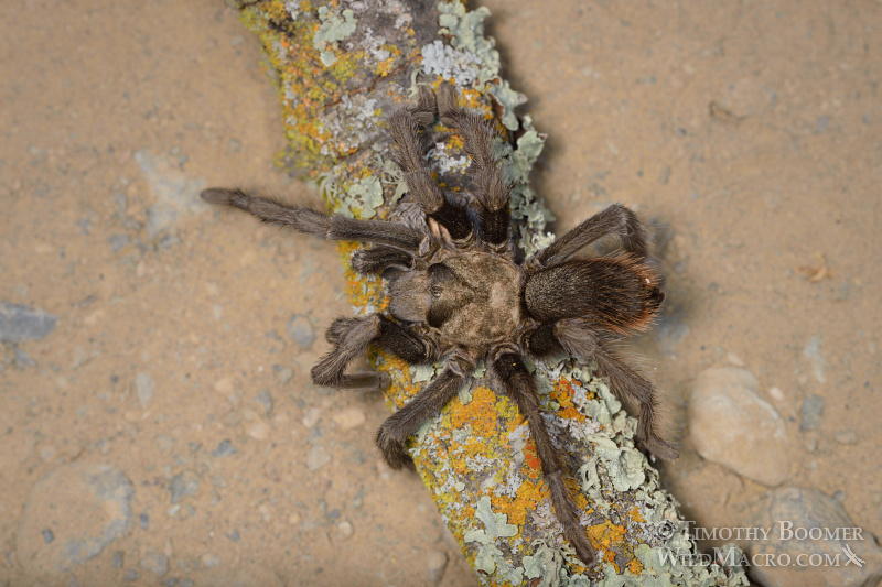 Mature male tarantula (Aphonopelma iodius) in search of receptive females. Alameda County, California, USA. Stock Photo ID=SPI0240 Mature male tarantula (Aphonopelma iodius) in search of receptive females. Alameda County, California, USA. Stock Photo ID=SPI0240