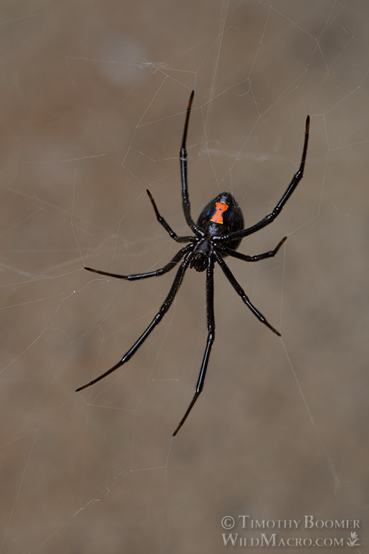Western black widow spider (Latrodectus hesperus). Stock Photo ID=SPI0293 Western black widow spider (Latrodectus hesperus). Stock Photo ID=SPI0293