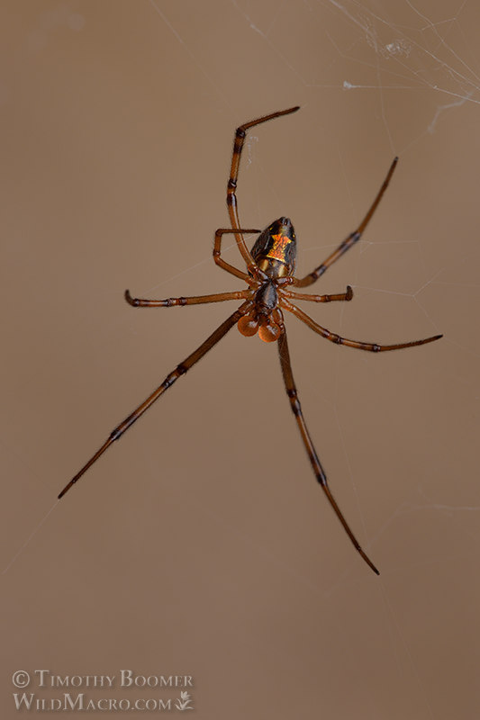 Western black widow spider (Latrodectus hesperus), mature male. Stock Photo ID=SPI0300 Western black widow spider (Latrodectus hesperus), mature male. Stock Photo ID=SPI0300