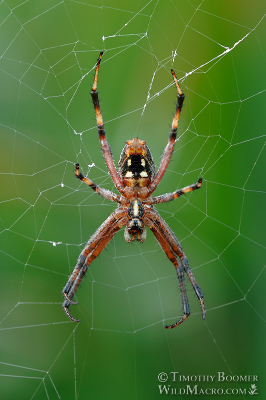 Western spotted orbweaver (Neoscona oaxacensis).  Yolo County, California, USA.  Stock Photo ID=SPI0167