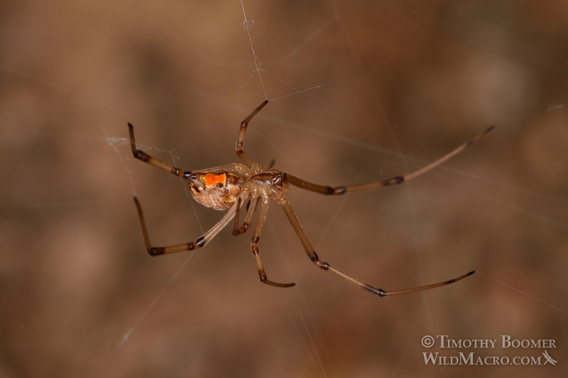 Brown widow (Latrodectus geometricus), a venomous spider now common in Southern California. Stock Photo ID=SPI0246 Brown widow (Latrodectus geometricus), a venomous spider now common in Southern California. Stock Photo ID=SPI0246