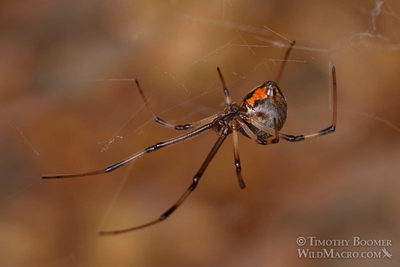 Brown widow (Latrodectus geometricus), a venomous spider now common in Southern California. Stock Photo ID=SPI0247 Brown widow (Latrodectus geometricus), a venomous spider now common in Southern California. Stock Photo ID=SPI0247