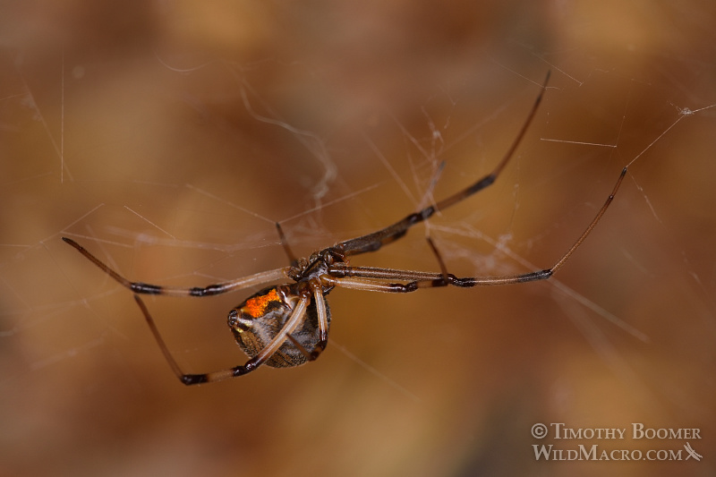 Brown widow (Latrodectus geometricus), a venomous spider now common in Southern California. Stock Photo ID=SPI0248 Brown widow (Latrodectus geometricus), a venomous spider now common in Southern California. Stock Photo ID=SPI0248