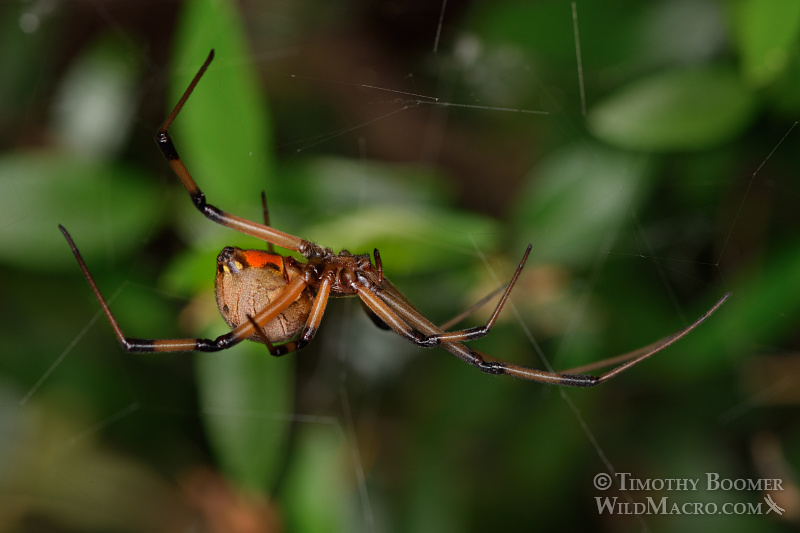 Brown widow (Latrodectus geometricus), a venomous spider now common in Southern California. Stock Photo ID=SPI0249 Brown widow (Latrodectus geometricus), a venomous spider now common in Southern California. Stock Photo ID=SPI0249