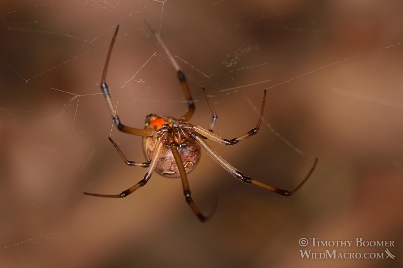 Brown widow (Latrodectus geometricus), a venomous spider now common in Southern California. Stock Photo ID=SPI0250 Brown widow (Latrodectus geometricus), a venomous spider now common in Southern California. Stock Photo ID=SPI0250