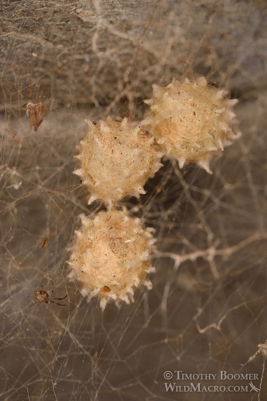 Brown widow spider (Latrodectus geometricus) egg sacs. Stock Photo ID=SPI0245 Brown widow spider (Latrodectus geometricus) egg sacs. Stock Photo ID=SPI0245