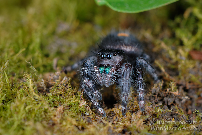 Daring jumping spider (Phidippus audax). Also known as the bold jumper, this species is easily recognized by three white or orange spots on its abdomen and its bright blue-green iridescent chelicerae (mouthparts). Stock Photo ID=SPI0194 Daring jumping spider (Phidippus audax). Also known as the bold jumper, this species is easily recognized by three white or orange spots on its abdomen and its bright blue-green iridescent chelicerae (mouthparts). Stock Photo ID=SPI0194