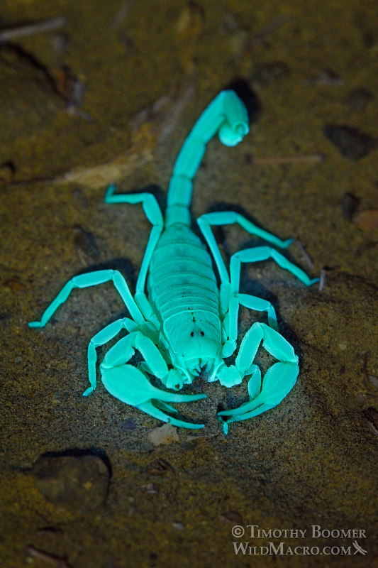 Giant sand scorpion (Smeringurus mesaensis). Death Valley National Park, Inyo County, California, USA. Stock Photo ID=ARA0013 Giant sand scorpion (Smeringurus mesaensis). Death Valley National Park, Inyo County, California, USA. Stock Photo ID=ARA0013