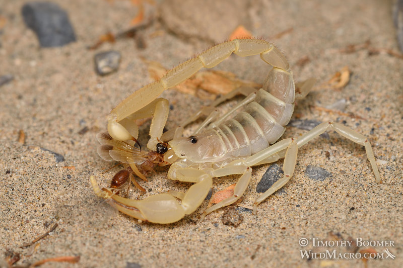 Giant sand scorpion (Smeringurus mesaensis). Death Valley National Park, Inyo County, California, USA. Stock Photo ID=ARA0014 Giant sand scorpion (Smeringurus mesaensis). Death Valley National Park, Inyo County, California, USA. Stock Photo ID=ARA0014