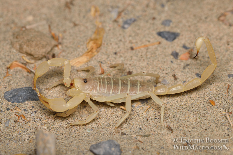 Giant sand scorpion (Smeringurus mesaensis). Death Valley National Park, Inyo County, California, USA. Stock Photo ID=ARA0015 Giant sand scorpion (Smeringurus mesaensis). Death Valley National Park, Inyo County, California, USA. Stock Photo ID=ARA0015