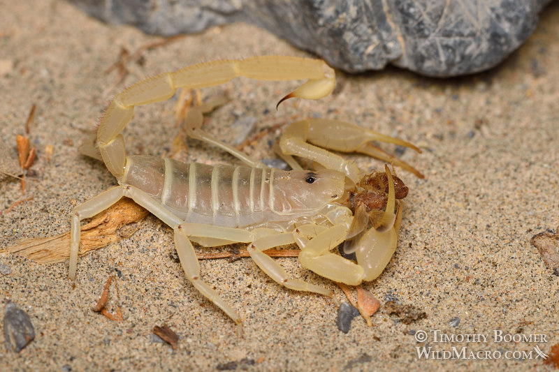 Giant sand scorpion (Smeringurus mesaensis). Death Valley National Park, Inyo County, California, USA. Stock Photo ID=ARA0016 Giant sand scorpion (Smeringurus mesaensis). Death Valley National Park, Inyo County, California, USA. Stock Photo ID=ARA0016