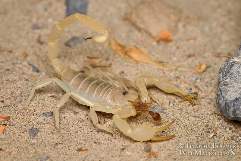 Giant sand scorpion (Smeringurus mesaensis). Death Valley National Park, Inyo County, California, USA. Stock Photo ID=ARA0017 Giant sand scorpion (Smeringurus mesaensis). Death Valley National Park, Inyo County, California, USA. Stock Photo ID=ARA0017