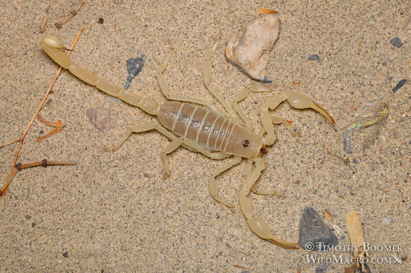 Giant sand scorpion (Smeringurus mesaensis). Death Valley National Park, Inyo County, California, USA. Stock Photo ID=ARA0018 Giant sand scorpion (Smeringurus mesaensis). Death Valley National Park, Inyo County, California, USA. Stock Photo ID=ARA0018