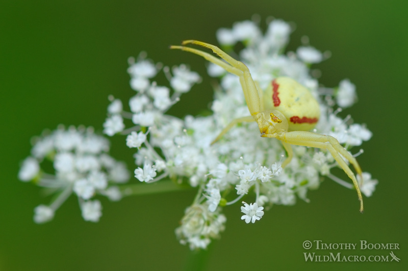 Goldenrod crab spider (Misumena vatia) eagerly awaiting unsuspecting prey. Eldorado National Forest, CA. Stock Photo ID=SPI0185 Goldenrod crab spider (Misumena vatia) eagerly awaiting unsuspecting prey. Eldorado National Forest, CA. Stock Photo ID=SPI0185