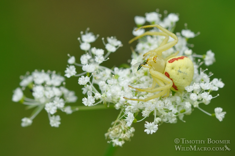 Goldenrod crab spider (Misumena vatia) with prey. Eldorado National Forest, CA. Stock Photo ID=SPI0186 Goldenrod crab spider (Misumena vatia) with prey. Eldorado National Forest, CA. Stock Photo ID=SPI0186