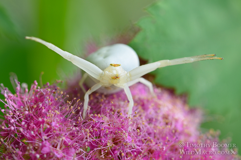 Goldenrod crab spider (Misumena vatia) eagerly awaiting unsuspecting prey. Eldorado National Forest, CA. Stock Photo ID=SPI0235 Goldenrod crab spider (Misumena vatia) eagerly awaiting unsuspecting prey. Eldorado National Forest, CA. Stock Photo ID=SPI0235