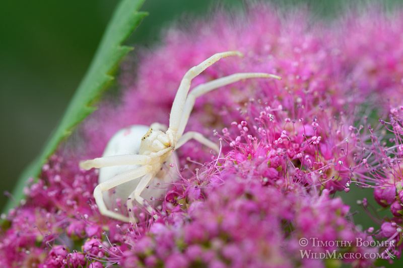 Goldenrod crab spider (Misumena vatia) eagerly awaiting unsuspecting prey. Eldorado National Forest, CA. Stock Photo ID=SPI0236 Goldenrod crab spider (Misumena vatia) eagerly awaiting unsuspecting prey. Eldorado National Forest, CA. Stock Photo ID=SPI0236