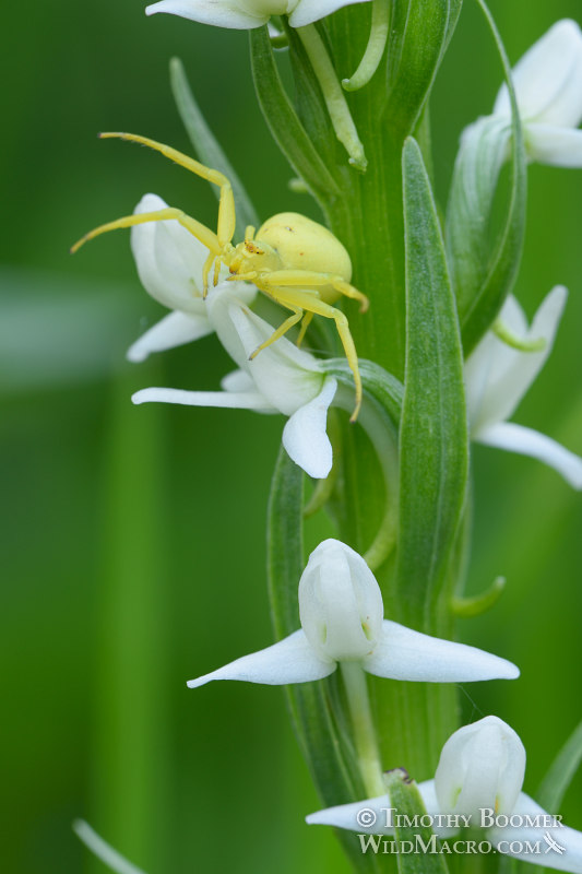 Goldenrod crab spider (Misumena vatia) hunting on Sierra bog orchid. Eldorado National Forest, Sierra Nevada, Amador County, California, USA. Stock Photo ID=SPI0282 Goldenrod crab spider (Misumena vatia) hunting on Sierra bog orchid. Eldorado National Forest, Sierra Nevada, Amador County, California, USA. Stock Photo ID=SPI0282