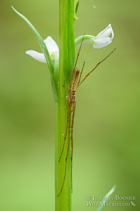 Long-jawed orb weaver (Tetragnatha versicolor).  Butterfly Valley Botanical Area, Plumas National Forest, Plumas County, CA.  Stock Photo ID=SPI0275