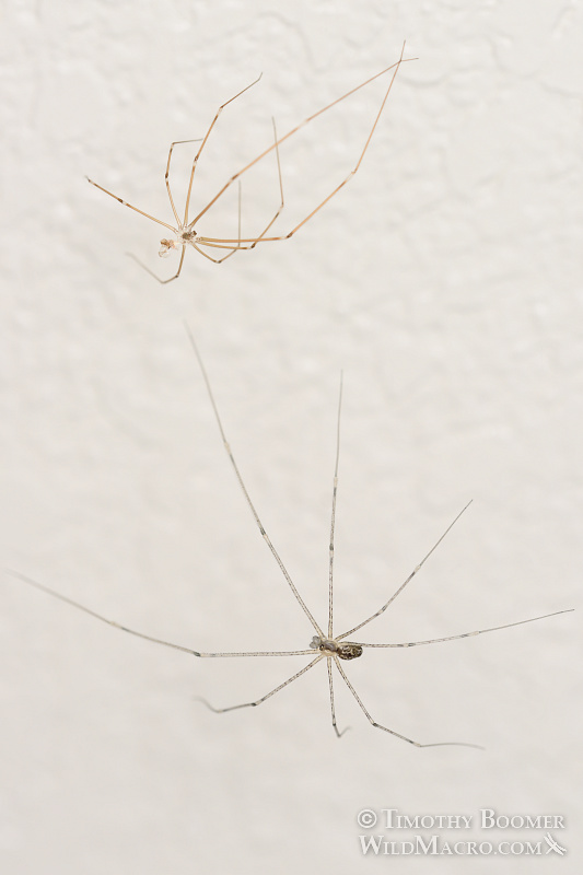 Marbled cellar spider (Holocnemus pluchei) with exuvia (molted exoskeleton). Stock Photo ID=SPI0243 Marbled cellar spider (Holocnemus pluchei) with exuvia (molted exoskeleton). Stock Photo ID=SPI0243