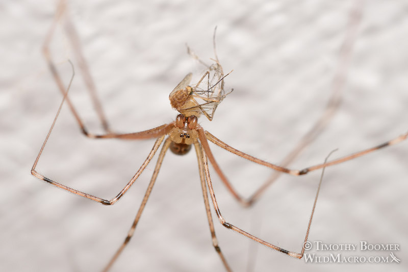 Marbled cellar spider (Holocnemus pluchei) with a mosquito as prey. Stock Photo ID=SPI0276 Marbled cellar spider (Holocnemus pluchei) with a mosquito as prey. Stock Photo ID=SPI0276