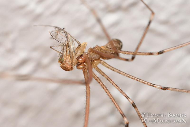 Marbled cellar spider (Holocnemus pluchei) with a mosquito as prey. Stock Photo ID=SPI0277 Marbled cellar spider (Holocnemus pluchei) with a mosquito as prey. Stock Photo ID=SPI0277