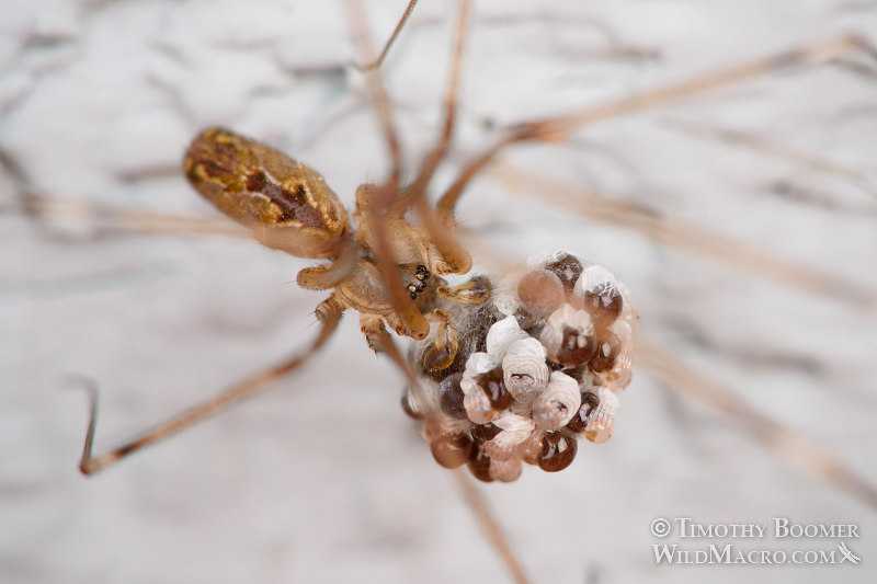 A female marbled cellar spider (Holocnemus pluchei) closely guards her emerging spiderlings. Stock Photo ID=SPI0237 A female marbled cellar spider (Holocnemus pluchei) closely guards her emerging spiderlings. Stock Photo ID=SPI0237