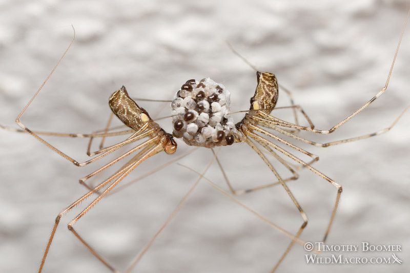 Female and male marbled cellar spiders (Holocnemus pluchei) with egg sac of spiderlings. Solano County, California. Stock Photo ID=SPI0278 Female and male marbled cellar spiders (Holocnemus pluchei) with egg sac of spiderlings. Solano County, California. Stock Photo ID=SPI0278