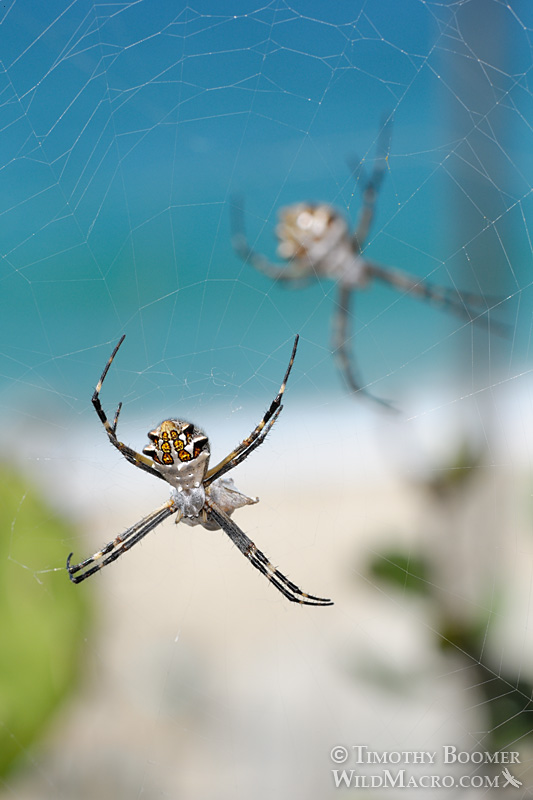 Female silver garden spider (Argiope argentata) with prey. Stock Photo ID=SPI0187 Female silver garden spider (Argiope argentata) with prey. Stock Photo ID=SPI0187