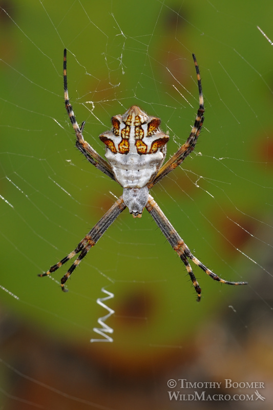 Female silver garden spider (Argiope argentata). Stock Photo ID=SPI0201 Female silver garden spider (Argiope argentata). Stock Photo ID=SPI0201