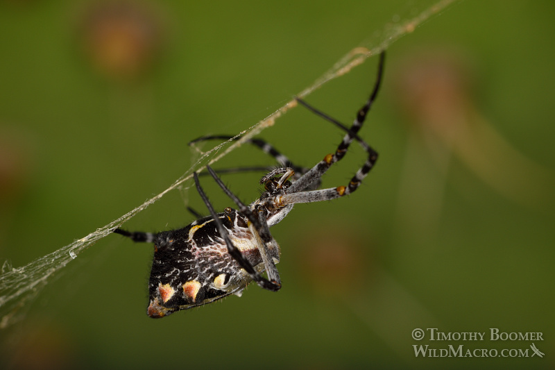 Female silver garden spider (Argiope argentata). Stock Photo ID=SPI0241 Female silver garden spider (Argiope argentata). Stock Photo ID=SPI0241