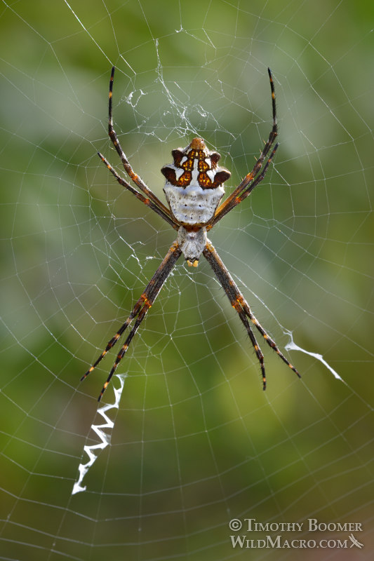 Female silver garden spider (Argiope argentata). Stock Photo ID=SPI0288 Female silver garden spider (Argiope argentata). Stock Photo ID=SPI0288