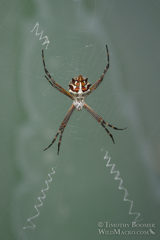 Female silver garden spider (Argiope argentata) with stabilimenta. Stock Photo ID=SPI0242 Female silver garden spider (Argiope argentata) with stabilimenta. Stock Photo ID=SPI0242