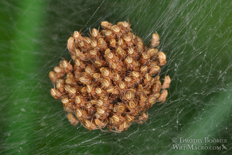 Silver garden spider (Argiope argentata) spiderlings in a communal ball. Stock Photo ID=SPI0188 Silver garden spider (Argiope argentata) spiderlings in a communal ball. Stock Photo ID=SPI0188