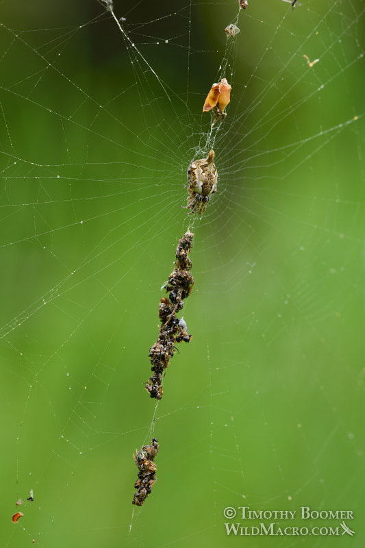 Trashline orb weaver (Cyclosa conica). Mount Burdell Open Space Preserve, Marin County, California, USA. Stock Photo ID=SPI0280 Trashline orb weaver (Cyclosa conica). Mount Burdell Open Space Preserve, Marin County, California, USA. Stock Photo ID=SPI0280