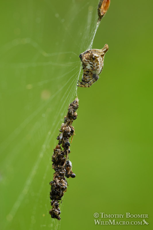 Trashline orb weaver (Cyclosa conica). Mount Burdell Open Space Preserve, Marin County, California, USA. Stock Photo ID=SPI0281 Trashline orb weaver (Cyclosa conica). Mount Burdell Open Space Preserve, Marin County, California, USA. Stock Photo ID=SPI0281