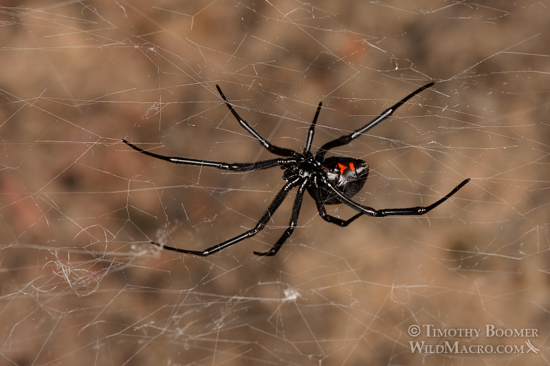 Western black widow spider (Latrodectus hesperus). Stock Photo ID=SPI0204 Western black widow spider (Latrodectus hesperus). Stock Photo ID=SPI0204