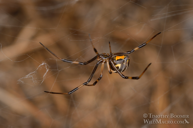 Juvenile female western black widow spider (Latrodectus hesperus). Stock Photo ID=SPI0209 Juvenile female western black widow spider (Latrodectus hesperus). Stock Photo ID=SPI0209