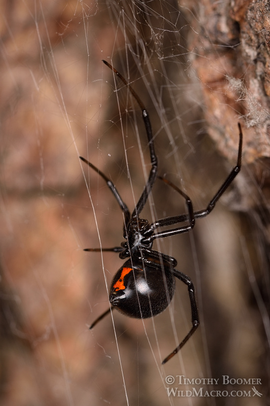 Mature female western black widow spider (Latrodectus hesperus). Stock Photo ID=SPI0255 Mature female western black widow spider (Latrodectus hesperus). Stock Photo ID=SPI0255