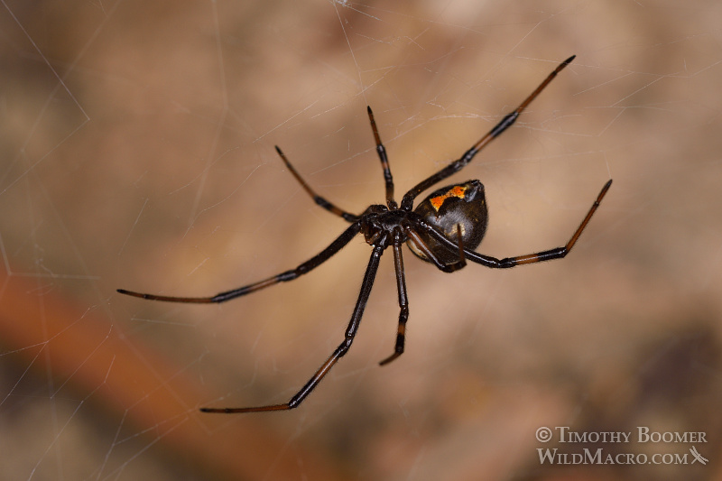 Juvenile female western black widow spider (Latrodectus hesperus). Stock Photo ID=SPI0257 Juvenile female western black widow spider (Latrodectus hesperus). Stock Photo ID=SPI0257