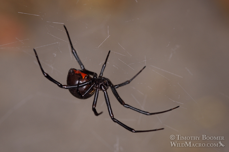 Juvenile female western black widow spider (Latrodectus hesperus). Stock Photo ID=SPI0259 Juvenile female western black widow spider (Latrodectus hesperus). Stock Photo ID=SPI0259
