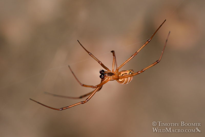 Male western black widow spider (Latrodectus hesperus). Stock Photo ID=SPI0256 Male western black widow spider (Latrodectus hesperus). Stock Photo ID=SPI0256