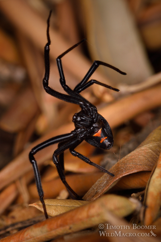 Western black widow spider (Latrodectus hesperus) setting a snare line to catch prey. Stock Photo ID=SPI0258 Western black widow spider (Latrodectus hesperus) setting a snare line to catch prey. Stock Photo ID=SPI0258