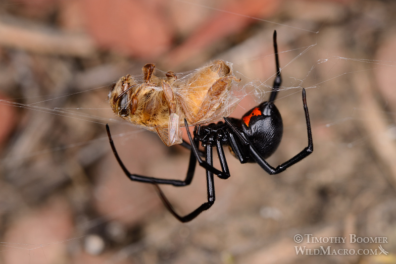 Mature female western black widow spider (Latrodectus hesperus) with a honey bee (Apis mellifera) as prey. Stock Photo ID=SPI0203 Mature female western black widow spider (Latrodectus hesperus) with a honey bee (Apis mellifera) as prey. Stock Photo ID=SPI0203
