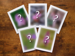 Custom Assortment of Photo Greeting Cards
